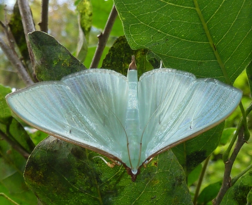 Large emerald pearl