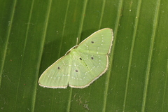 Lissochlora ronaldi