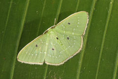 Lissochlora ronaldi