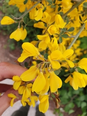 Calicotome spinosa