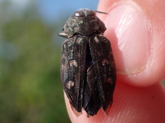 Chrysobothris tranquebarica