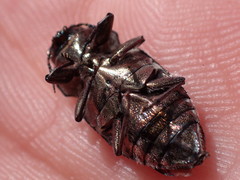 Chrysobothris tranquebarica