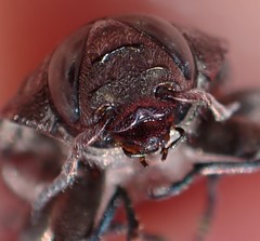 Chrysobothris tranquebarica