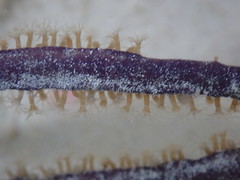 Pterogorgia anceps
