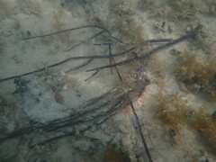 Pterogorgia anceps