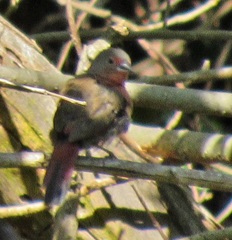 Lagonosticta rubricata