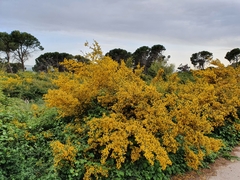 Calicotome spinosa