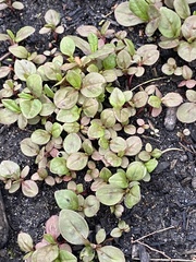 Impatiens glandulifera