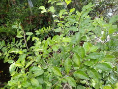 Solanum diphyllum image