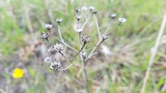 Solidago ptarmicoides