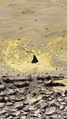 Battus philenor insularis