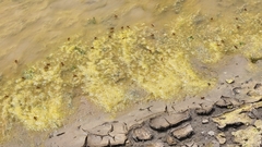 Polistes dorsalis clarionensis