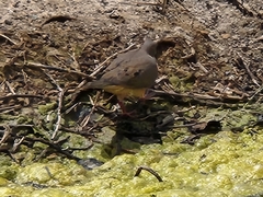 Zenaida macroura clarionensis