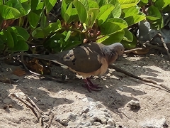 Zenaida macroura clarionensis