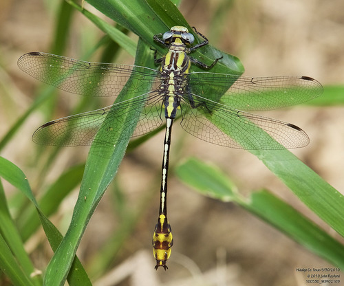 Tamaulipan Clubtail photo 5