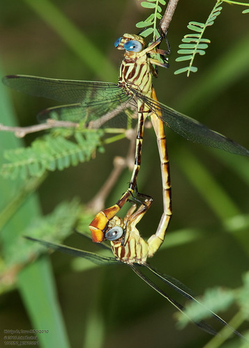 Russet-tipped Clubtail photo 6