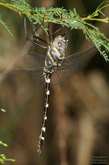 Macromia annulata