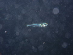 Atherinomorus stipes