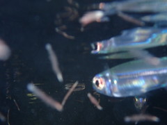 Atherinomorus stipes