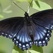 Limenitis arthemis - Photo (c) guyincognito, alguns direitos reservados (CC BY-NC), uploaded by guyincognito