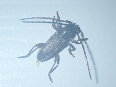 Anelaphus inermis
