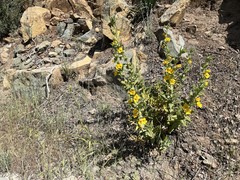 Diplacus clevelandii