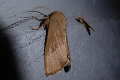 Ichneutica nullifera