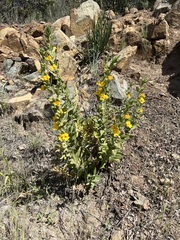 Diplacus clevelandii