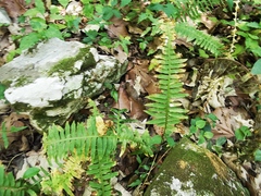 Polypodium plesiosorum