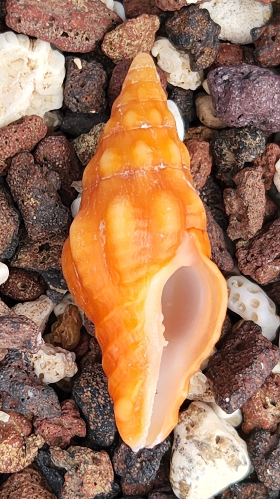 Polygona socorroensis