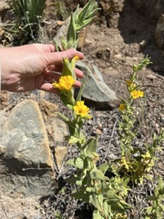 Diplacus clevelandii