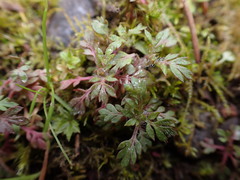 Collomia heterophylla