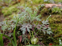 Collomia heterophylla