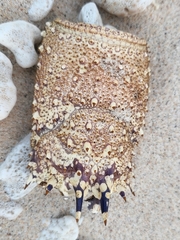 Panulirus penicillatus