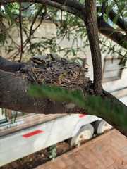 Pyrocephalus rubinus