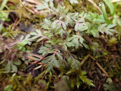 Collomia heterophylla