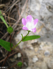 Hibiscus caerulescens