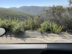 Diplacus clevelandii