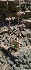 Dudleya arizonica