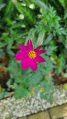 Cosmos caudatus
