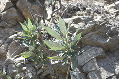 Eriodictyon trichocalyx