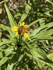 Astylus vittaticollis