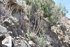Dudleya arizonica