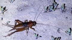 Gryllus alexanderi