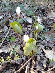 Sanguinaria canadensis