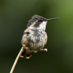 Chaetocercus heliodor