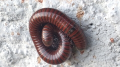 Pachyiulus hungaricus