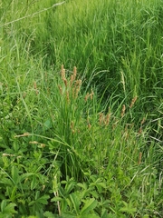 Carex vulpina