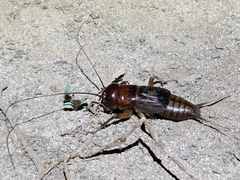 Gryllus alexanderi
