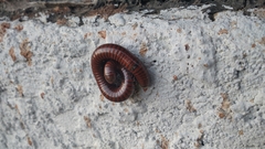 Pachyiulus hungaricus